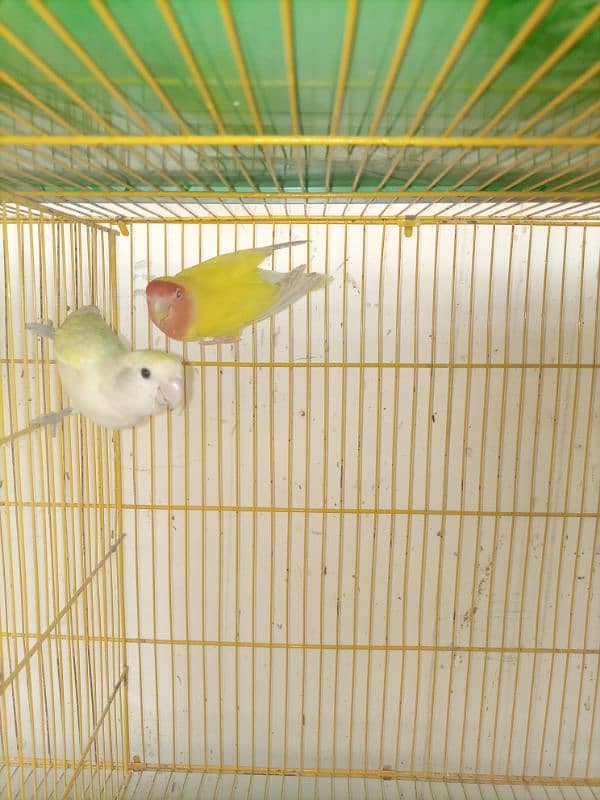 love birds breeding pair urgent sale 12