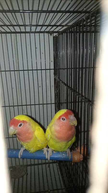 love birds breeding pair urgent sale 13