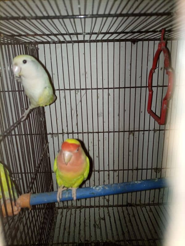 love birds breeding pair urgent sale 14