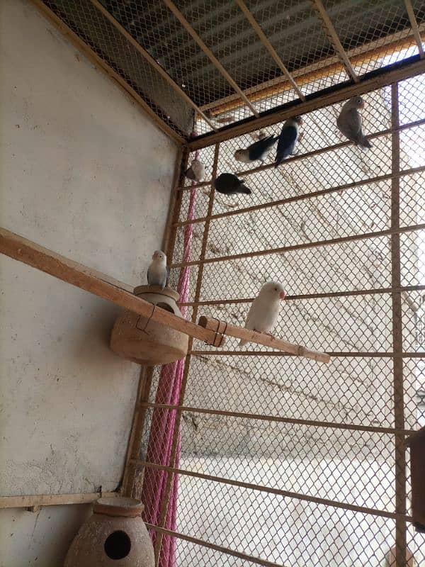 love birds breeding pair urgent sale 15