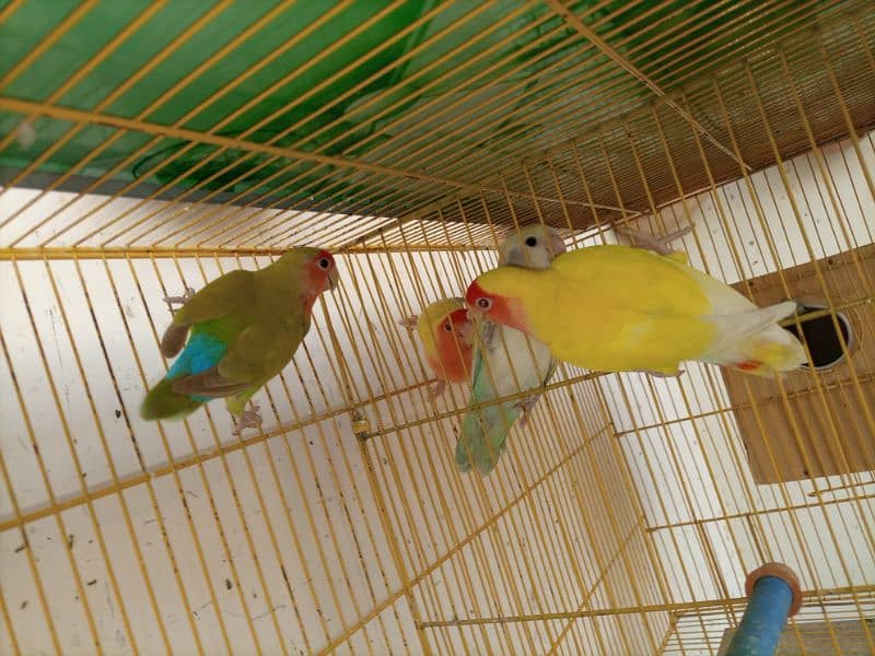 love birds breeding pair urgent sale 16