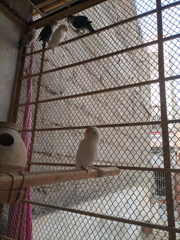 love birds breeding pair urgent sale 17