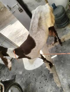 bechy nh ha iska