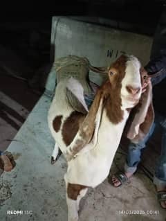 Bakra jori for sale
