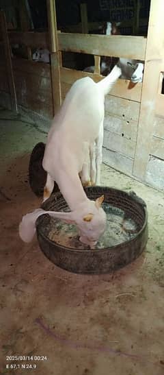 Bakra