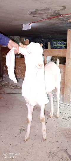 Bakra