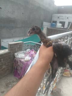 thai dragon male