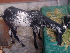 Desi Bakra cheena from vehari