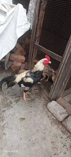 Aseel Rooster for sale healthy and Active