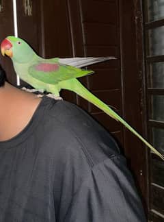 Raw Female For Sale