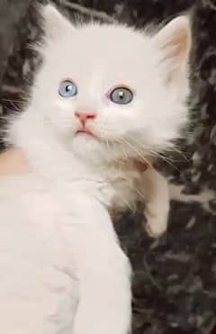 Pair Triple coated punch face kitten fully dewormed