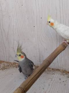 breeder cockatail pair ready to give eggs with cage are for sale
