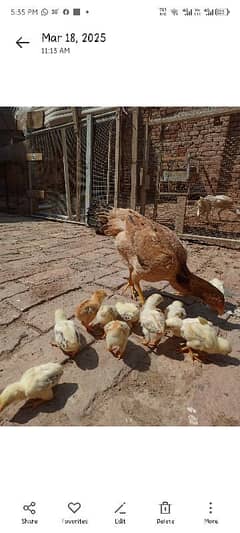 Aseel chicks
