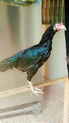 bht achi madiya ha Meri home breed ha ek Madi long hight ha