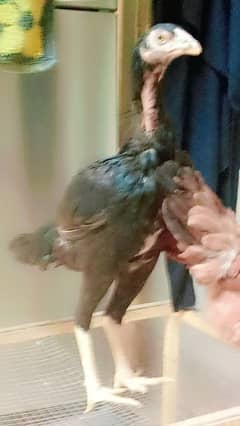 bht achi madiya ha Meri home breed ha ek Madi long hight ha