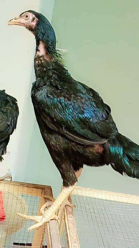 bht achi madiya ha Meri home breed ha ek Madi long hight ha 1