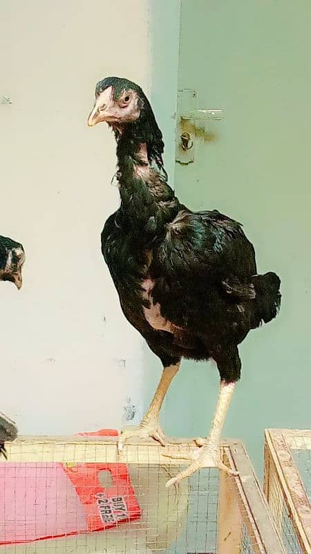 bht achi madiya ha Meri home breed ha ek Madi long hight ha 2