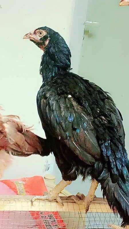 bht achi madiya ha Meri home breed ha ek Madi long hight ha 3