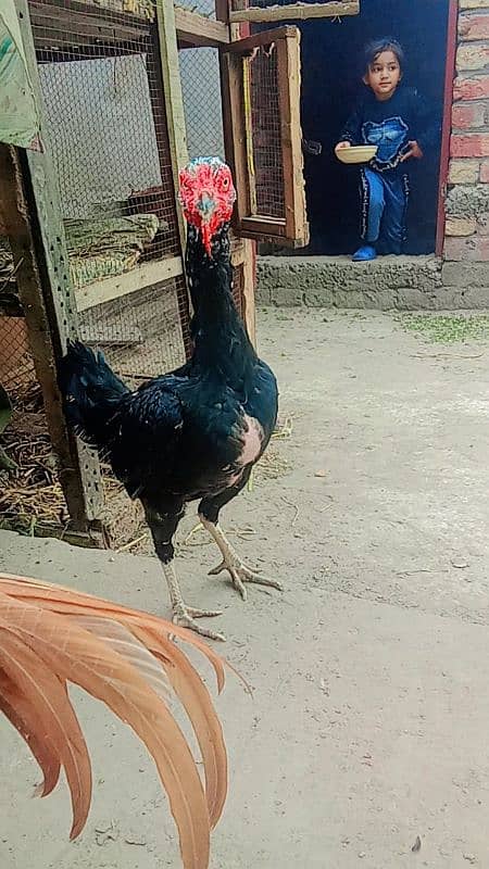 bht achi madiya ha Meri home breed ha ek Madi long hight ha 6