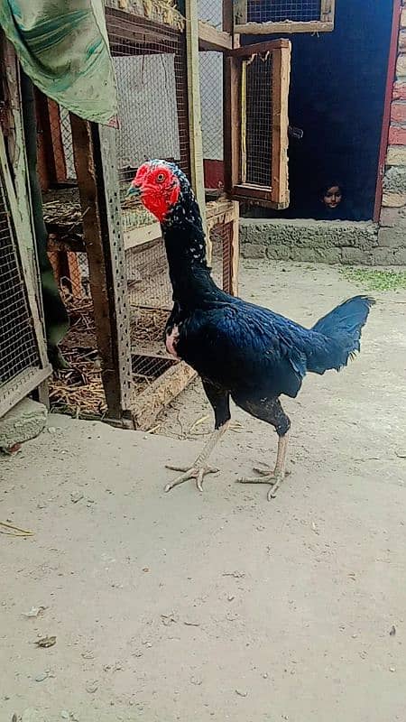 bht achi madiya ha Meri home breed ha ek Madi long hight ha 7