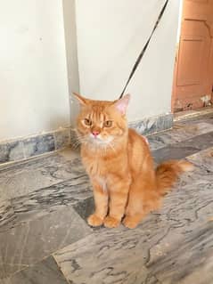Beautiful Persian Cat (Simba) 9 Months Old Vaccinated,Washroom Trained