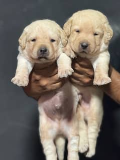 Labrador puppies