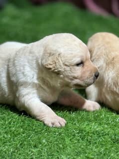 Labrador puppies