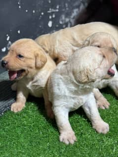 Labrador puppies