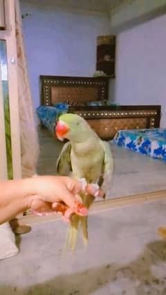 Kashmir raw