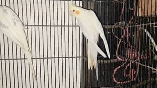 Cocktail Breeder pair with Eggs