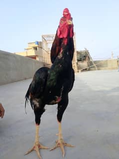 pure aseel murga male