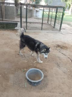 Siberian