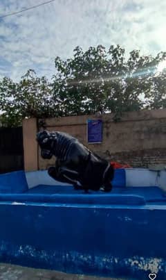 Bull Ride