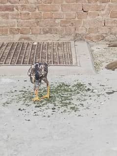Desi Aseel Chicks for sale