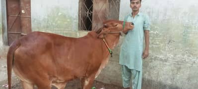 brown cow