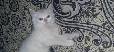 cute