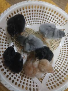 aseel chicks