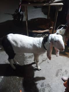 bakra donda