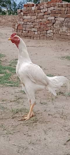 Pure White Aseel  murga