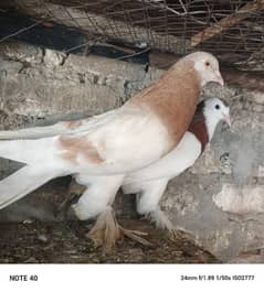 gubara pair