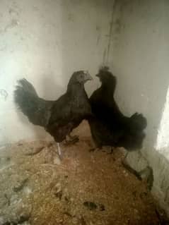 ayam cemani Gary tango breeder female