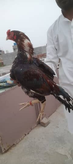 Amroha pair for sale (03249785337)