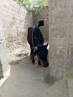 Bachra for Sale