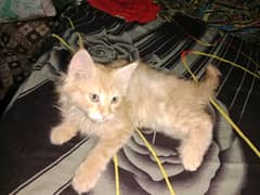 persion cat age 2 months
