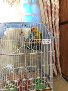 Sunconure sunconore pair handtamed parrot bird handtame