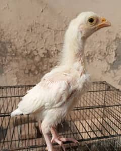 mashllah pure white king O shamo chicks avalible