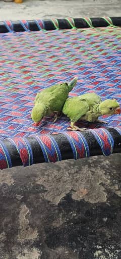 parrots for sale