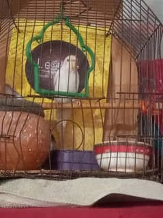 love bird redeye female parrot eggs  bhi datey hay WhatsApp03175218868
