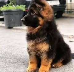 German shepherd puppy Number +923364172102