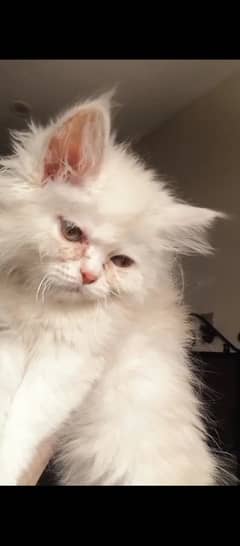 Male kittens for sale